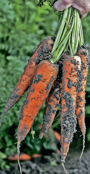 Семена моркови Трафорд F1 (Траффорд Р.З.), 100 000сем., Rijk Zwaan - фото 1 - id-p211683040