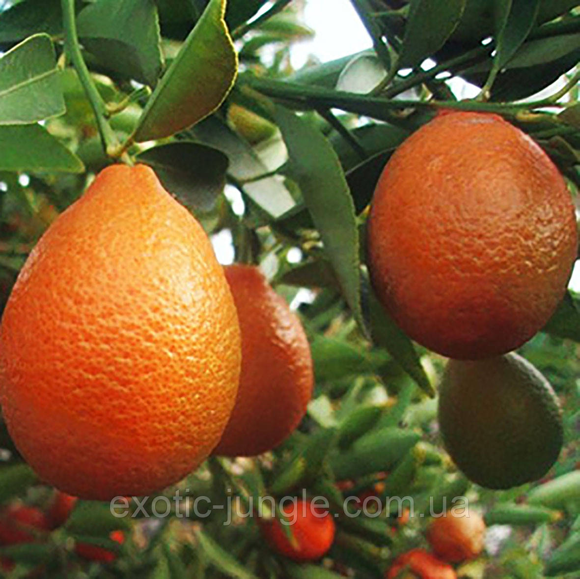 Оранжекват НІППОН (Orangequat Nippon, C. Unshiu x F. Margarita) 30-35 см. Кімнатний