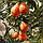 Оранжекват НІПОН (Orangequat Nippon, C. Unshiu x F. Margarita) до 20 см кімнати, фото 4