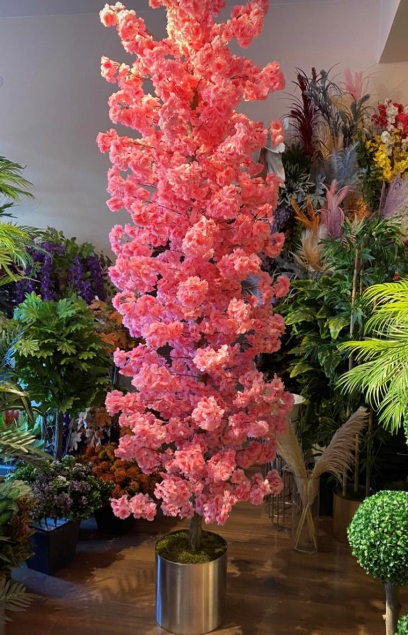Сакура — квітуча вишня у вашому домі