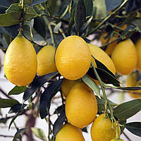 Лимонкват « Lemonquat» (C. limon x Fortunella) до 20 см. Комнатный