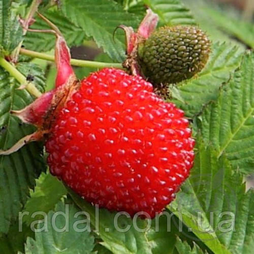 Тибетська малина "Мяо-Мяо" (Rubus rosaefolius) - фото 1 - id-p1424833078