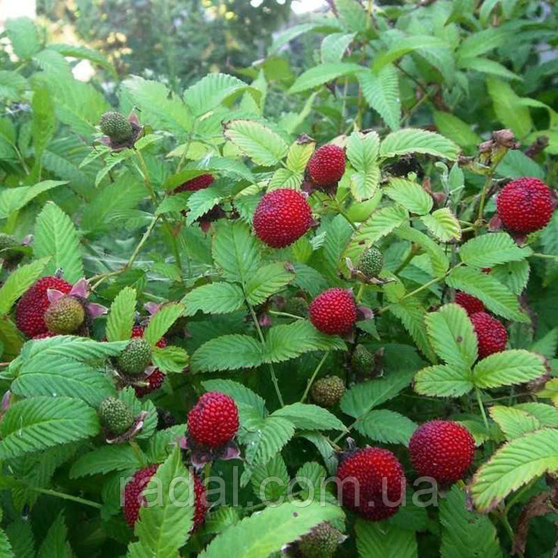 Тибетська малина "Мяо-Мяо" (Rubus rosaefolius) - фото 3 - id-p1424833078