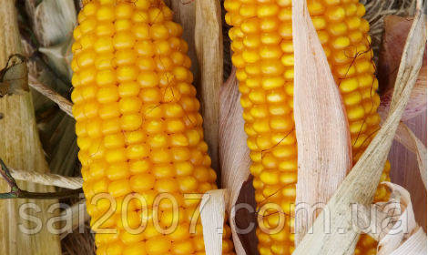 Насіння кукурудзи Амарок (ФАО-220)