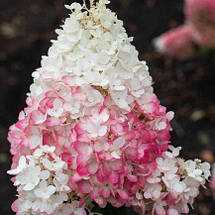 Гортензія Строберрі Блоссом / С3 / Hydrangea Strawberry Blossom, фото 3