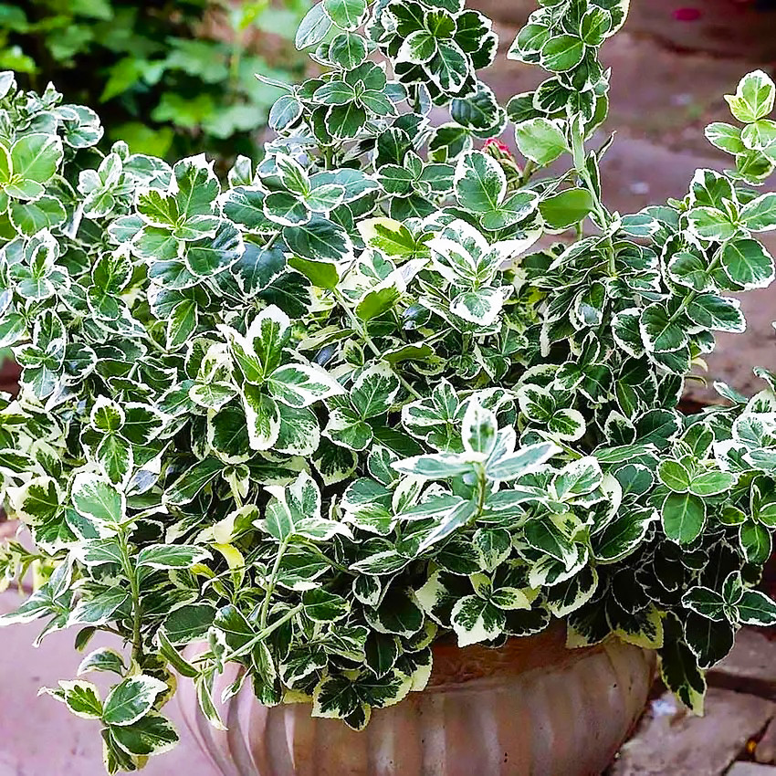 Саджанці Бересклету Форчуна Емеральд Гаєті (Euonymus fortunei Emerald Gaiety) Р9