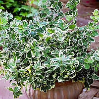 Саженцы Бересклета Форчуна Эмеральд Гаети (Euonymus fortunei Emerald Gaiety) Р9