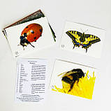 Картки з фотоілюстраціями. Комахи, фото 2