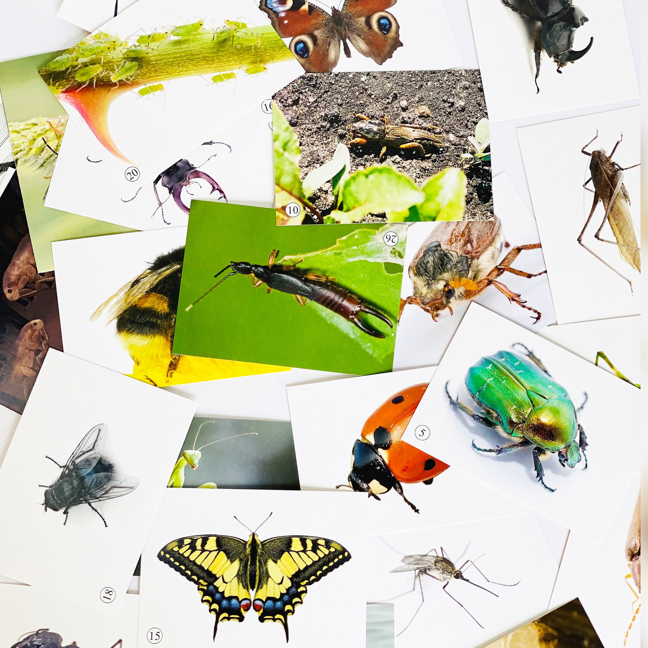 Картки з фотоілюстраціями. Комахи, фото 1