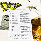 Картки з фотоілюстраціями. Комахи, фото 3