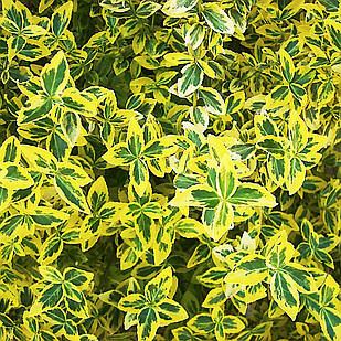 Саджанці Бересклета Форчуна Емеральд Голд (Euonymus fortunei Emerald 'n' Gold) Р9