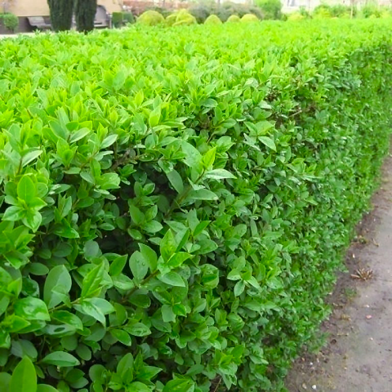 Саджанці Бирючини звичайної (Ligustrum vulgare)