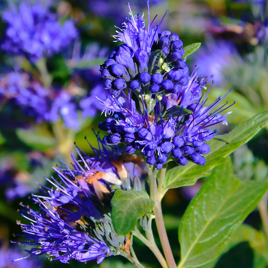 Саджанці Каріотеріса кландонського (Caryopteris clandonensis) Р9