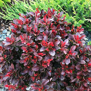 Саджанці Барбарису Тунберга Атропурпуреа Нана (Atropurpurea Nana) Р9