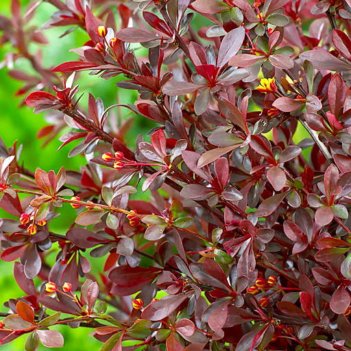 Саджанці Барбарису Тунберга Ред Чіф (Red Chief) Р9, фото 1