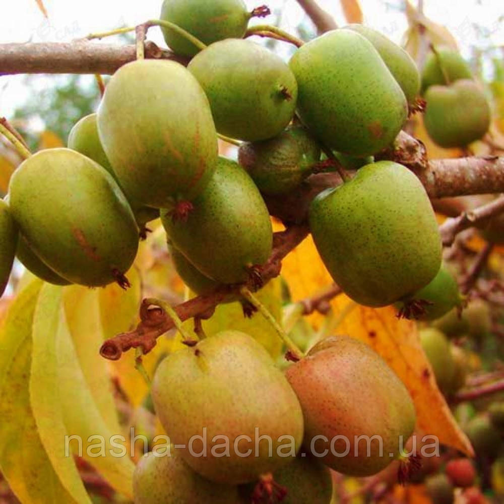 Актинідія плодонос Рима (горщик 2 роки)