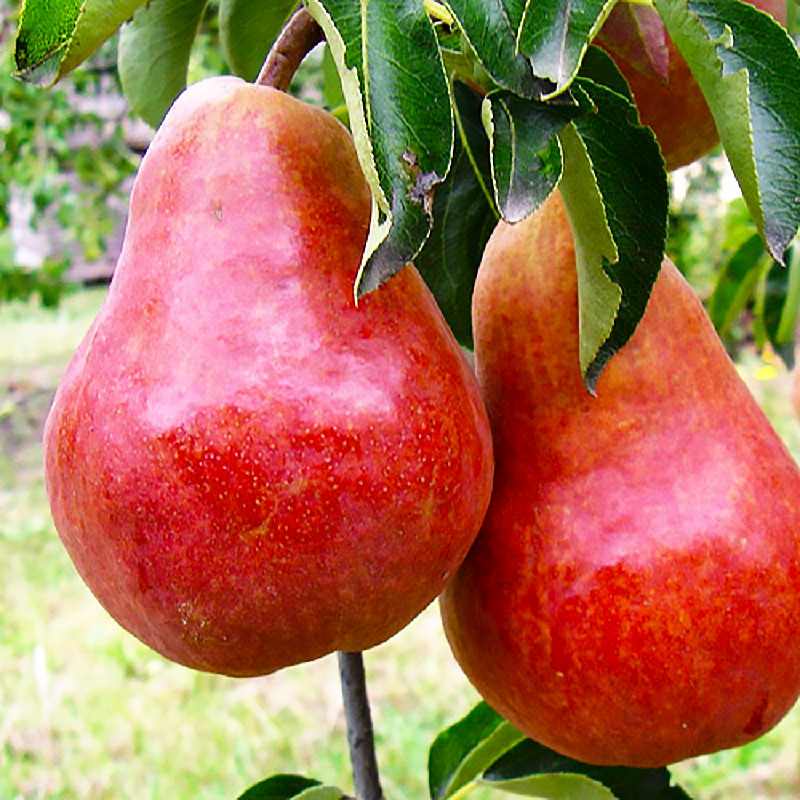 Саджанці Груші Долорес - осіннього терміну, урожайна, морозостійка, фото 1