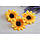 Соняшник СЕРЕДНІЙ , жовтий Упаковка 100 шт ОПТ, фото 3