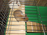 Клітка для кролика, фото 4