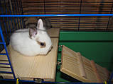Клітка для кролика, фото 4