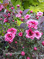 Лептоспермум "Winter cheer". Лептоспермум "Винтер Шер" LEPTOSPERMUM "Winter cheer".