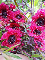 Лептоспермум "Красный Дамаск ". LEPTOSPERMUM scoparium "Red Damask".