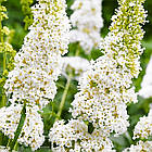 Саджанці Буддлеї Давида Уайт Профьюжн (Buddleja davidii White Profusion) Р9, фото 3