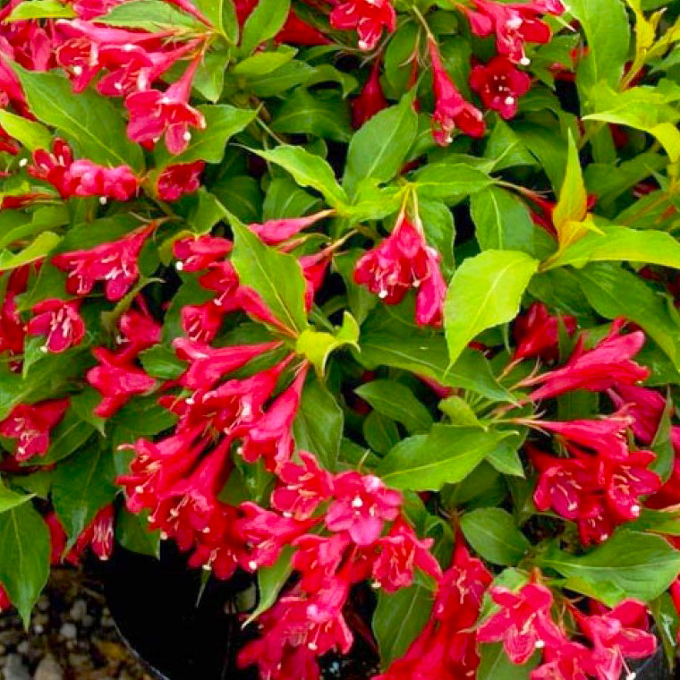Саджанці Вейгели квітучої Румба (Weigela florida Rumba) Р9, фото 1