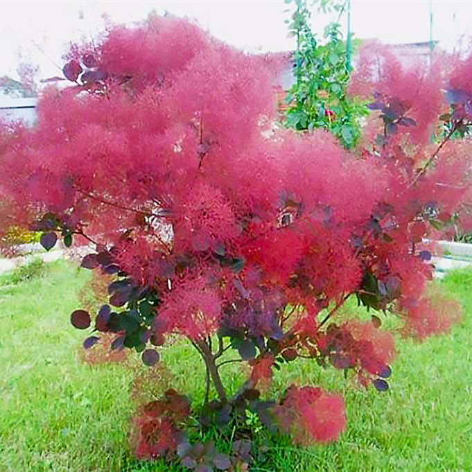 Саджанці Скумпії шкіряної Смокі Джо (Cotinus coggygria Smokey Joi) Р9