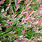 Саджанці Верби цільнолистної японської Хакуро Нішикі (Salix integra Hakuro Nishiki) Р9, фото 2