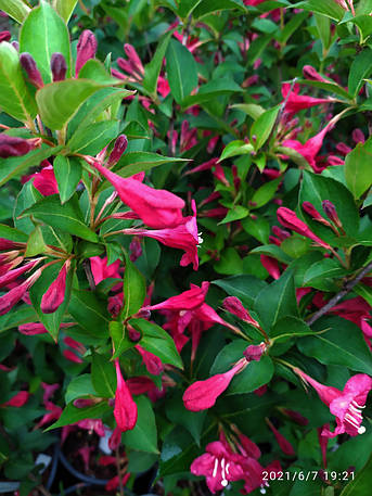 Вейгелла Ньюпорт ред /Weigela 'Newport Red' /3года/, фото 2