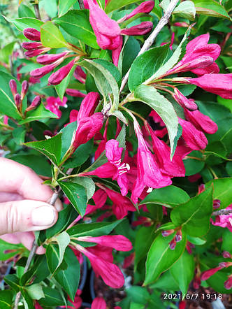 Вейгелла Ньюпорт ред /Weigela 'Newport Red' /3года/, фото 2