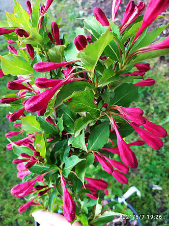 Вейгела Ред Принц /Weigela 'Red Prince' /2 роки/, фото 2