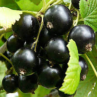 Саджанці смородини чорної Добриня - середня, урожайна, зимостійка
