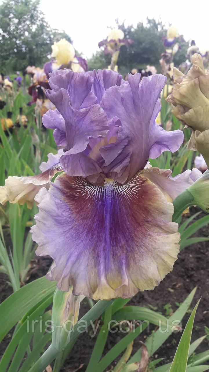 Ірис Pretty Ballerina Пріті Балерина (Mego 2011) (сажниці), фото 1