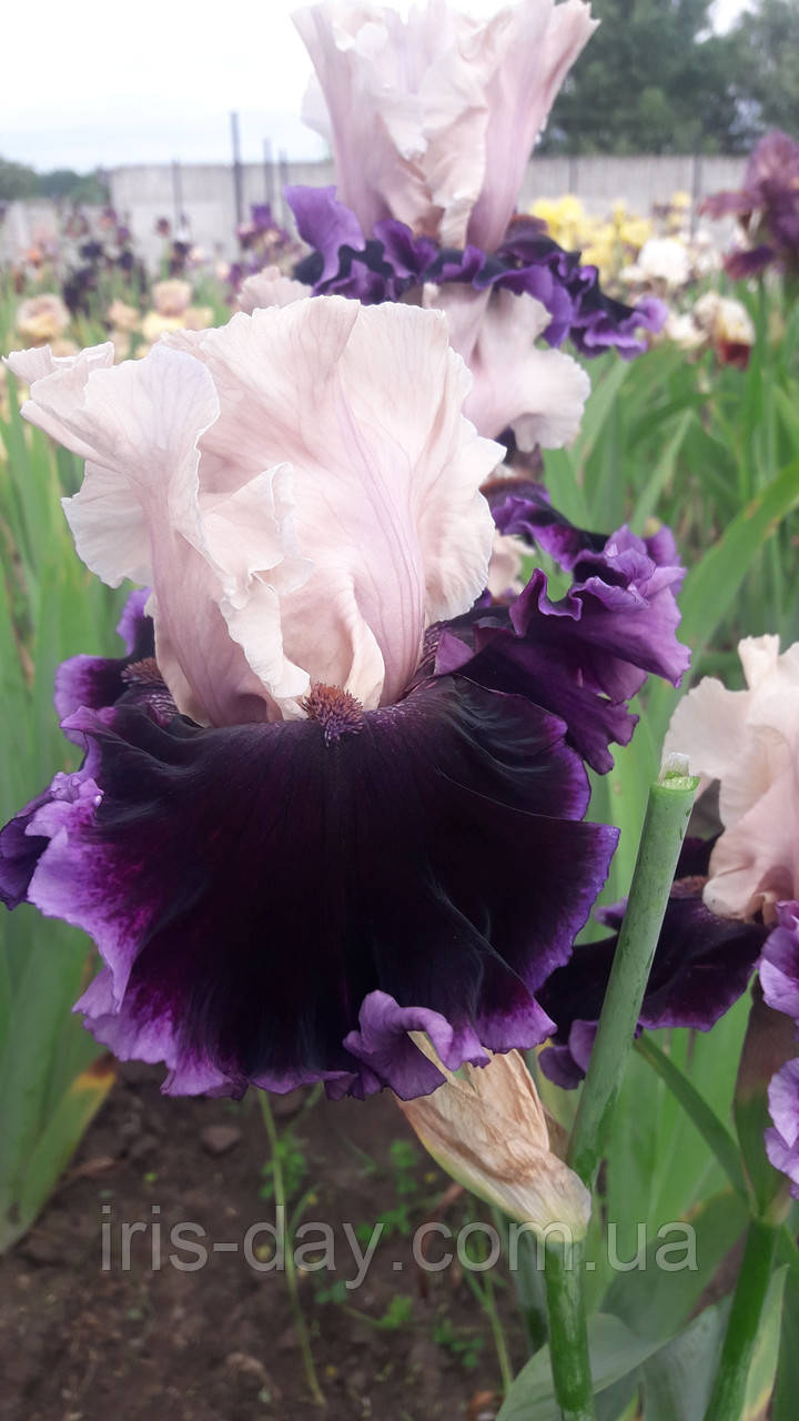 Ірис Deeper Meaning Діпе Мінін (Johnson 2017) (сажінки), фото 1