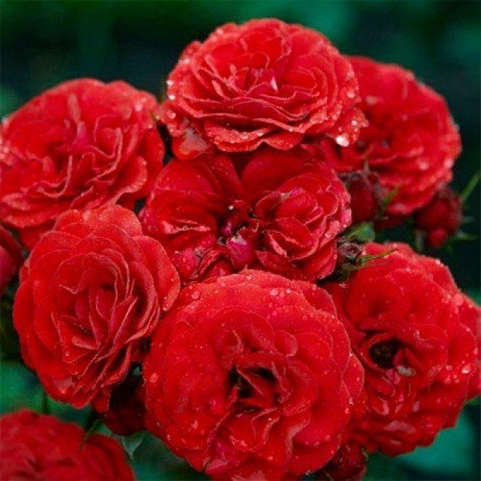 Саджанці троянди "Сordula"  (Кордула), фото 1
