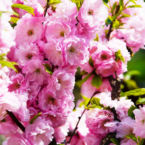 Саджанці Мигдалю трилопатевого, або Луізеанія трилопатева (Prunus triloba), фото 1