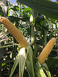 Насіння солодкої кукурудзи Сентинель F1, насіння 5000, фото 4