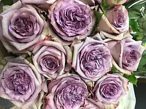 Роза Дольчетто (Dolcetto) ч/г, фото 2