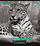 Набір шкільних зошитів  24 аркушів лінія YES Wild Portrait 10 штук, фото 4