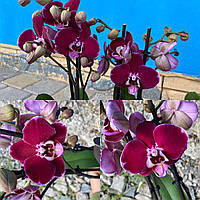 Орхидеи, большой выбор, ассортимент в Вайбер. есть опт