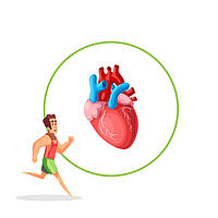 Препарати для серцево-судинної системи