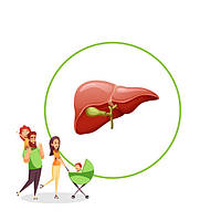 Препарати для печінки і жовчного міхура