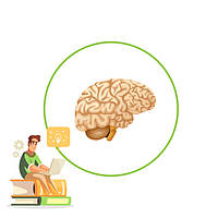 Препарати для поліпшення пам'яті і роботи мозку