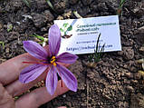 Шафран посівний цибулини 120 шт (Crocus sativus) шафрановий крокус осінній насіння морозостійкий для спеції, фото 4