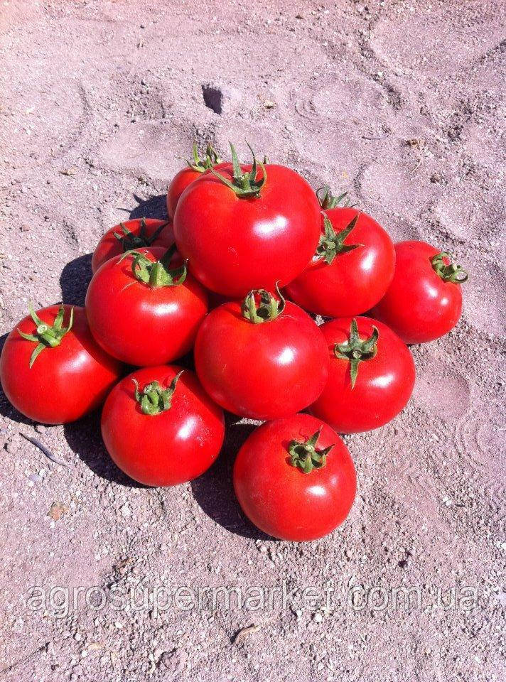 Насіння томату BT 236 F1, раннє, BT TOHUM Туреччина 1000 насіння