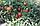 Насіння томату BT 236 F1, раннє, BT TOHUM Туреччина 1000 насіння, фото 2