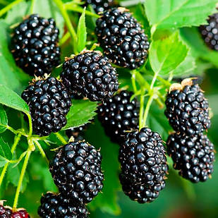 Саджанці ожини Джамбо (Jumbo) - середнього терміну, безколючкова, крупноплідна