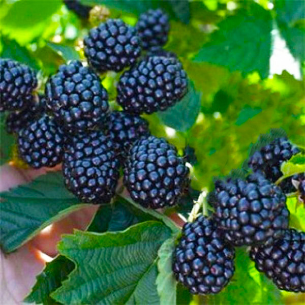 Саджанці ожини Полар (Polar) - безколючкова, дуже рання, невибаглива, фото 1